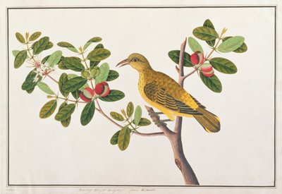 Black-naped Oriole, from Drawings of Birds from Malacca, c.1805-18 by Chinese School